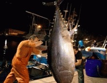 CE a propus interzicerea comertului international cu ton rosu