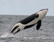 Vanatoarea de balene genereaza cantitati mari de gaze cu efect de sera