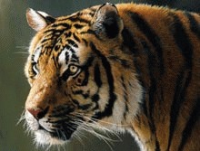 11 tigri omorati in India, in doua luni