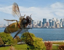 Albinele se intorc in New York