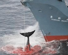 Uciderea unui numar limitat de balene, solutia pentru un acord