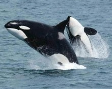 Balenele si delfinii merita "drepturi egale cu omul"