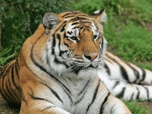 Noua zone de protectie pentru tigrii siberieni in China