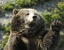 Ursii grizzly au devenit specie amenintata cu disparitia