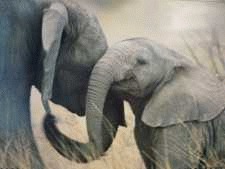 10 elefanti omorati intr-o rezervatie naturala din Zimbabwe