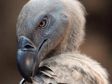 Cupa Mondiala ameninta o specie rara de vultur