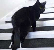 Prima `pisica bionica` din lume - video