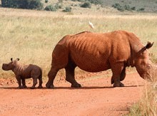 Braconierii au ucis ultimul rinocer dintr-o rezervatie africana