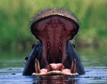 Antraxul ucide hipopotamii din Uganda
