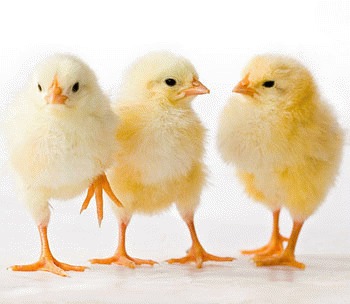 Pui de gaina modificati genetic, impotriva gripei aviare