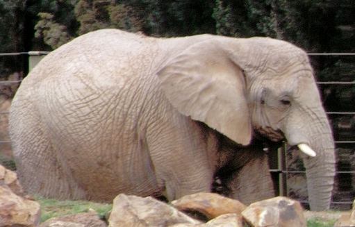 Cel mai varstnic elefant din USA a murit la varsta de 55 de ani                                     