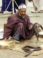 Proteste ale imblanzitorilor de serpi in India                                                      