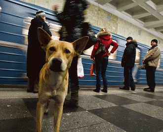 Cainii maidanezi din Moscova calatoresc cu metroul