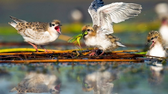 Natura învinge: viaţa salbatică din inima Bucureştiului