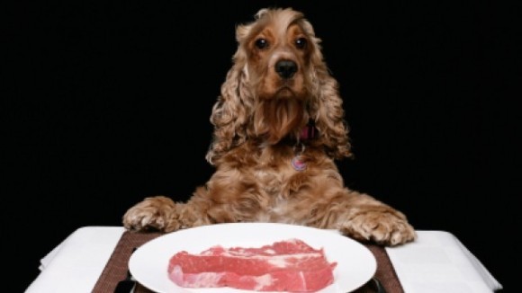 Beneficiile şi riscurile dietei cu carne crudă la câini