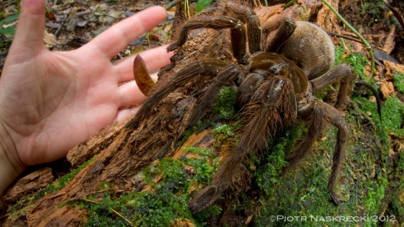 Un păianjen păros, de mărimea unui căţel? Cum arată cel mai mare păianjen din lume