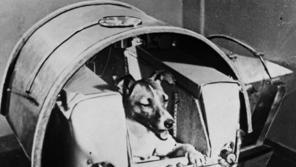 Adevărul despre Laika, primul animal care a zburat în spaţiu