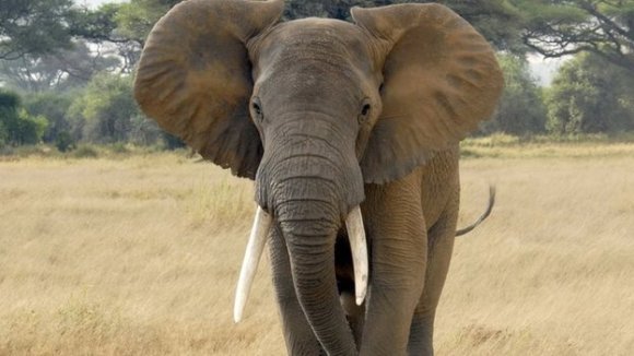 Cel mai bogat român a plătit zeci de mii de dolari pentru împăierea unui elefant vânat în Africa de Sud - VIDEO