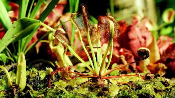 Viaţa secretă a plantelor carnivore (VIDEO SPECTACULOS)