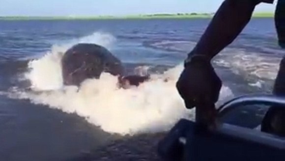 Moment înfricoşător: un hipopotam vrea să atace o barcă plină cu turişti - VIDEO