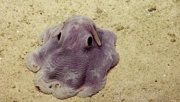 Noul animal-vedetă: caracatița Dumbo – VIDEO