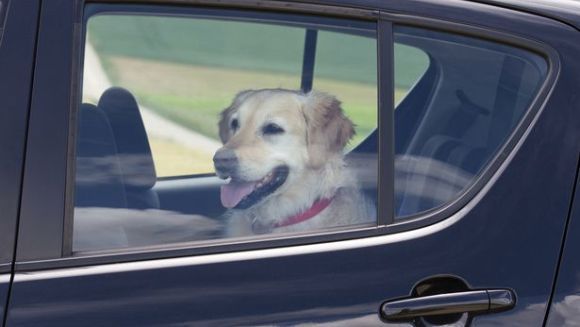 O femeie care și-a încuiat câinele în mașină a fost pedepsită de un polițist, fiind închisă în propria mașină