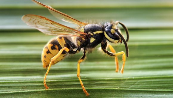 Veninul unor viespi, o posibilă armă eficientă în lupta împotriva cancerului