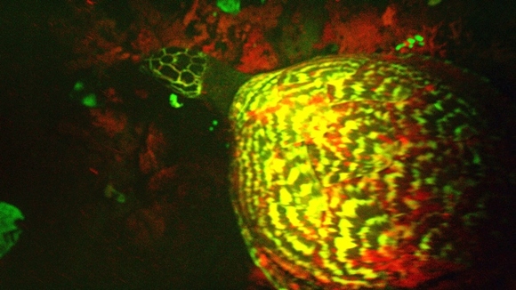 Descoperire: prima broască ţestoasă biofluorescentă din lume