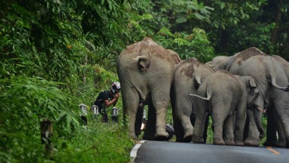 Un motociclist le-a cerut scuze unor elefanti – Motivul? VIDEO
