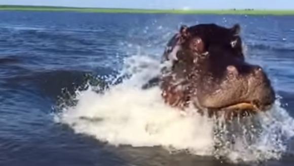 Momentul nebunesc în care un hipopotam a încercat să atace o barcă – VIDEO