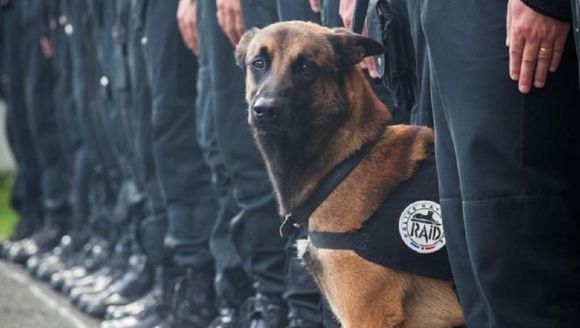 Diesel - câinele-erou mort în urma raidului de la Saint-Denis - FOTO