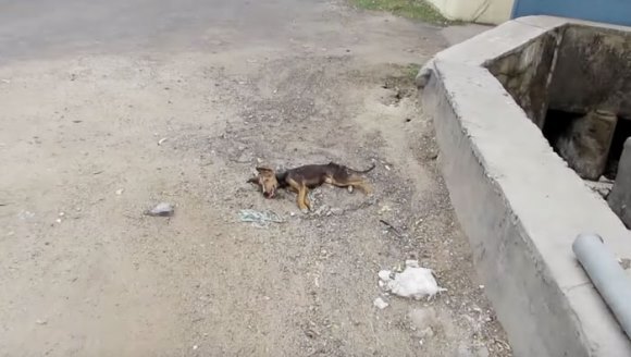 Gestul de disperare al unui câine, aflat la un pas de moarte. Clip extrem de emoţionant – VIDEO