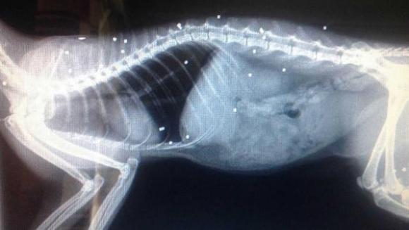 Felina cu 30 de vieți: o pisica neagră a spraviețuit după ce a fost împușcată de 30 de ori