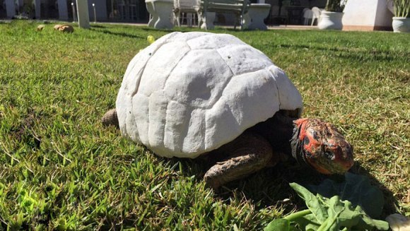 Prima broască țestoasă  din lume care a primit o carapace întreagă imprimată 3D. De ce suferea micuța – Galerie foto și VIDEO