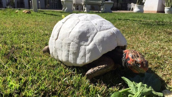 Prima broască țestoasă din lume care a primit o carapace întreagă imprimată 3D. De ce suferea micuța – Galerie foto și VIDEO