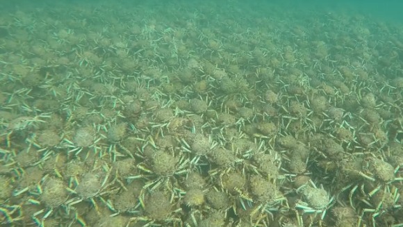 Imagini impresionante cu sute de mii de crabi laolaltă – VIDEO