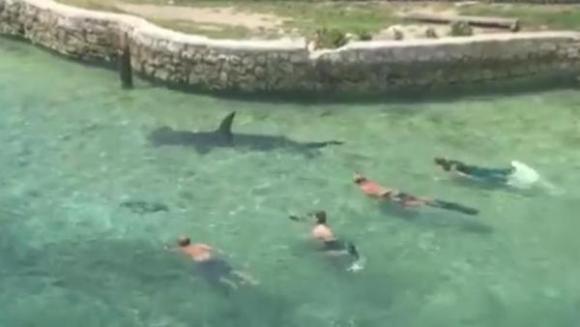 Vizita neaşteptată a unui rechin ciocan gigant în Bahamas