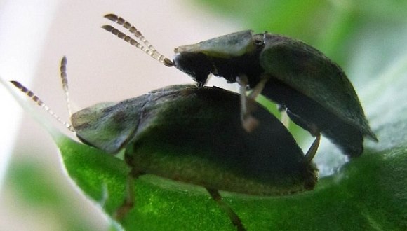 insectele mănâncă penis)