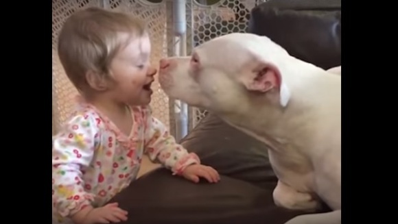 Îți frânge inima: dialogul mut dintre o fetiță surdă și pitbullul ei - VIDEO