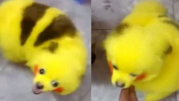 Isteria Pokémon Go continuă: și-a vopsit câinele astfel încât să semene cu Pikachu