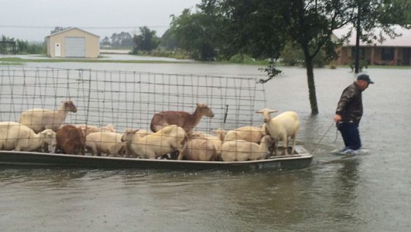 Imagini emoționante, după ploile de proporții din Louisiana. Oamenii refuză să își părăsească animalele - Galerie Foto