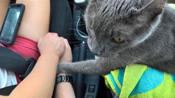 Ultima călătorie împreună: o pisică și-a ținut stăpâna de mână tot drumul către eutanasiere (Foto)