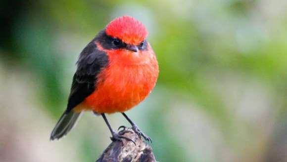 O specie de pasăre abia descoperită pe Insulele Galapagos este deja dispărută