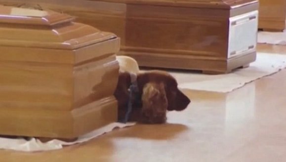 Lecţie de loialitate: gestul înduioşător al unui câine faţă de stăpânul său, decedat în urma cutremurului din Italia