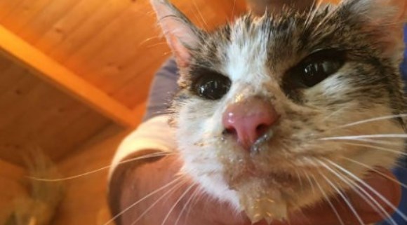 Pisică găsită în viaţă sub ruinele din Amatrice, la cinci zile de la cutremur
