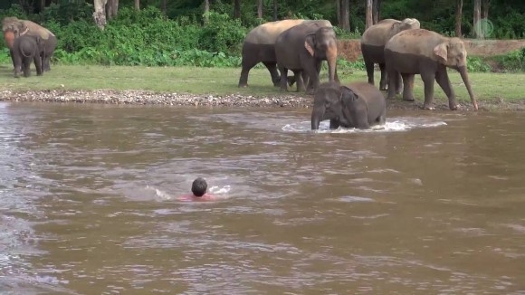 De necrezut - un elefant a salvat un om de la înec – VIDEO