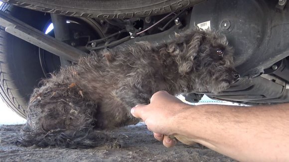 Au vrut să salveze un câine fără stăpân, dar el nu a vrut să plece de la locul său. Motivul este emoţionant