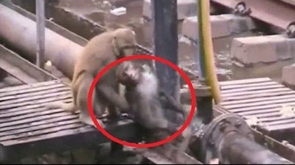 O maimuţă încearcă disperată să îi salveze viaţa prietenei ei, electrocutată pe liniile de tren – VIDEO emoţionant