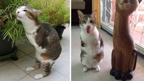 Faceţi cunoştinţă cu pisicuţa cu două picioare! E uimitor cât de multe lucruri poate face - Galerie Foto