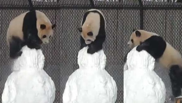 Un urs panda a fost surprins luptându-se cu un omuleţ de zăpadă. Cine credeţi că a ieşit biruitor? Veţi fi surprinşi…VIDEO